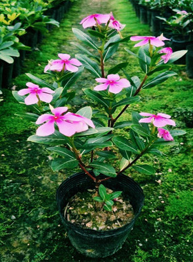 五叶梅四季梅长春花苗四季开花阳台庭院易种观花盆栽易活易管理