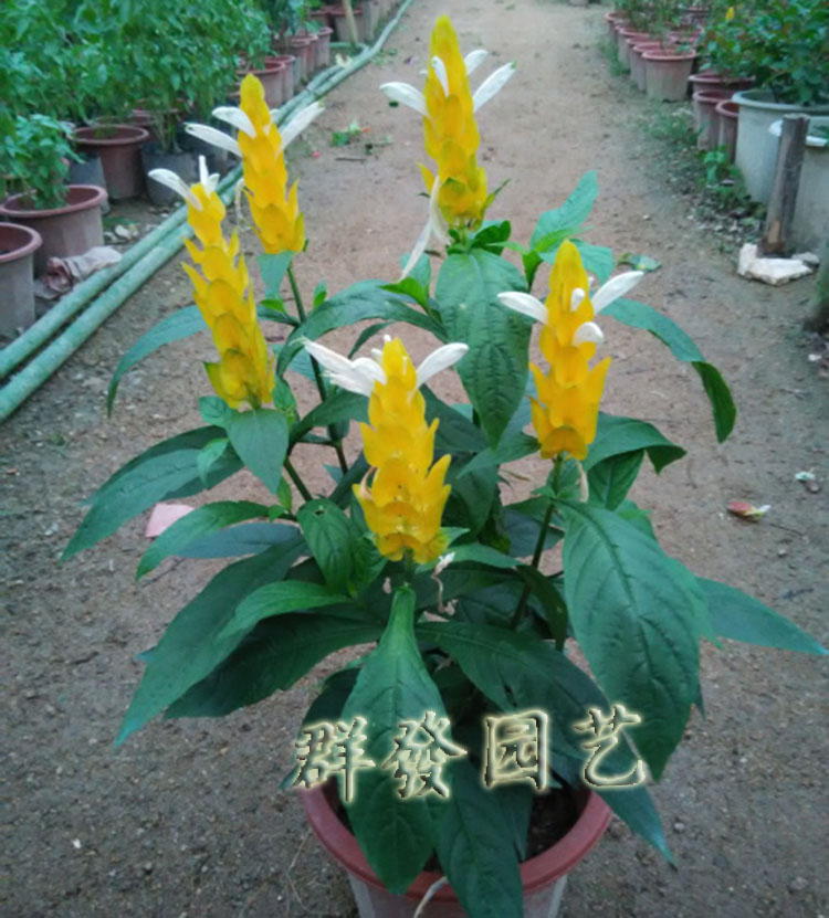 包邮金苞花黄金宝塔花盆栽四季开花室内外庭院观赏易活植物花卉