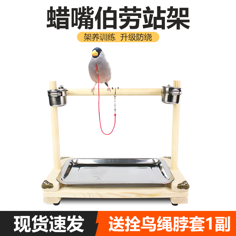 训练架子腊嘴伯劳鹩哥花椒木站鸟