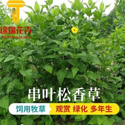 串叶松香草种子牧草多年生猪牛羊鹅食用华夏中华神菊教授菊种籽