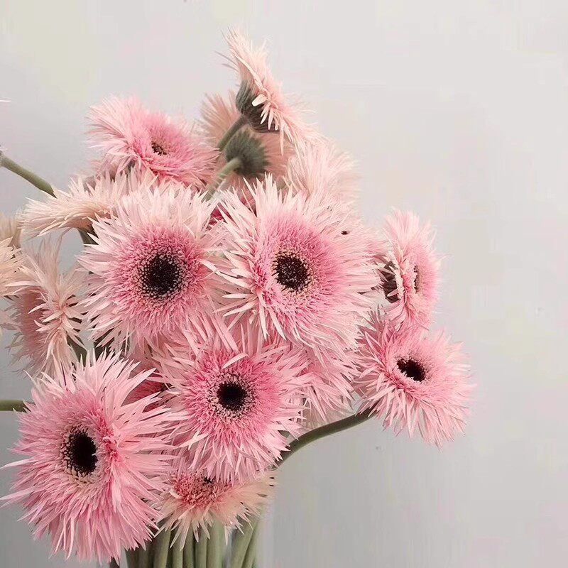 非洲菊拉丝菊粉色云南斗南鲜花基地直发昆明花卉市场批鲜切花发u.