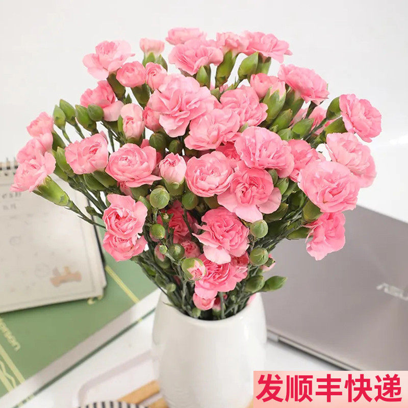 多头康乃馨粉色鲜花基地直发
