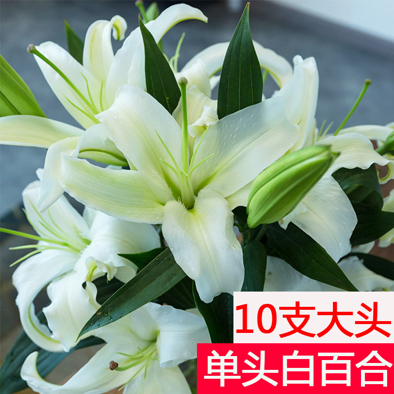 10支单头白色百合花云南直发斗南花市新鲜带花苞发货西伯利亚香水
