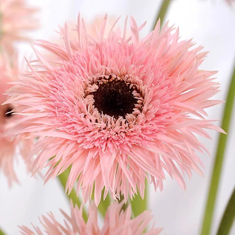 非洲菊拉丝菊粉色云南斗南鲜花基地直发昆明花卉市场批鲜切花发