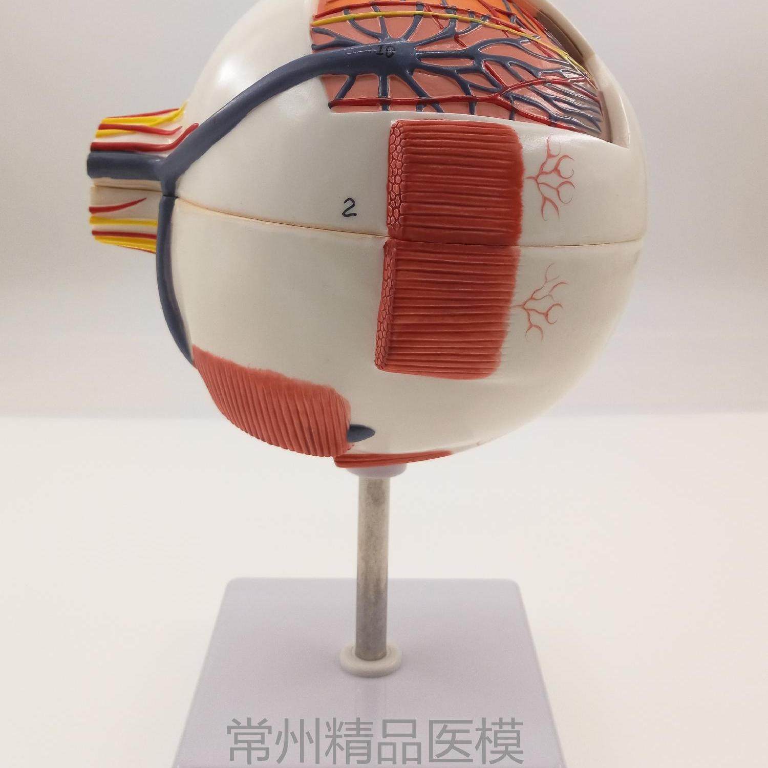 教学仿真眼球解剖模型6倍放大可拆卸6部件眼睛标本科教生物晶状体