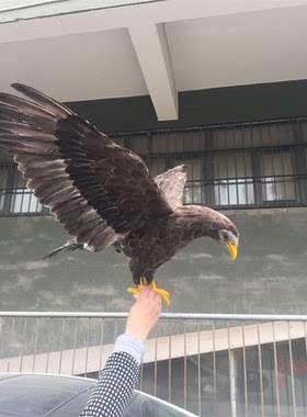 仿真羽毛老鹰模型展翅猫头鹰标本摆件漫展摄影道具园林装饰工艺品
