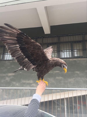 仿真羽毛老鹰模型展翅猫头鹰标本摆件漫展摄影道具园林装饰工艺品