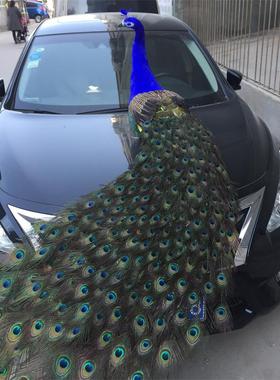 孔雀橱窗婚庆摄影道具家居装饰