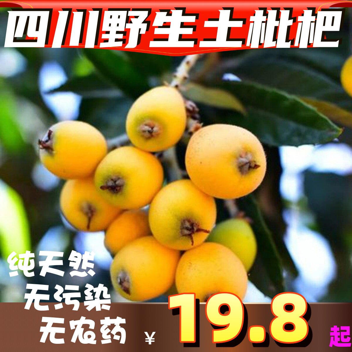四川野生枇杷土琵琶新鲜孕妇水果纯天然无污染高山野枇杷非米易