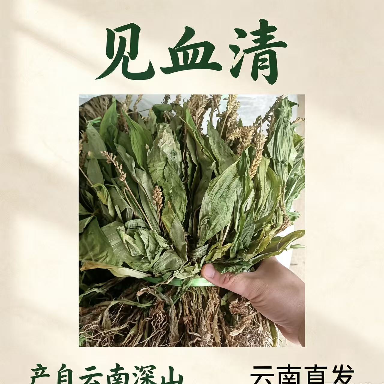 云南丽江见血清中药材整颗见血青草药羊儿蒜立地好今年新货晒干