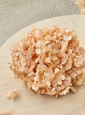 [特价]花纪永生花 永生花绣球FL291进口Florever安第斯卷卷中叶