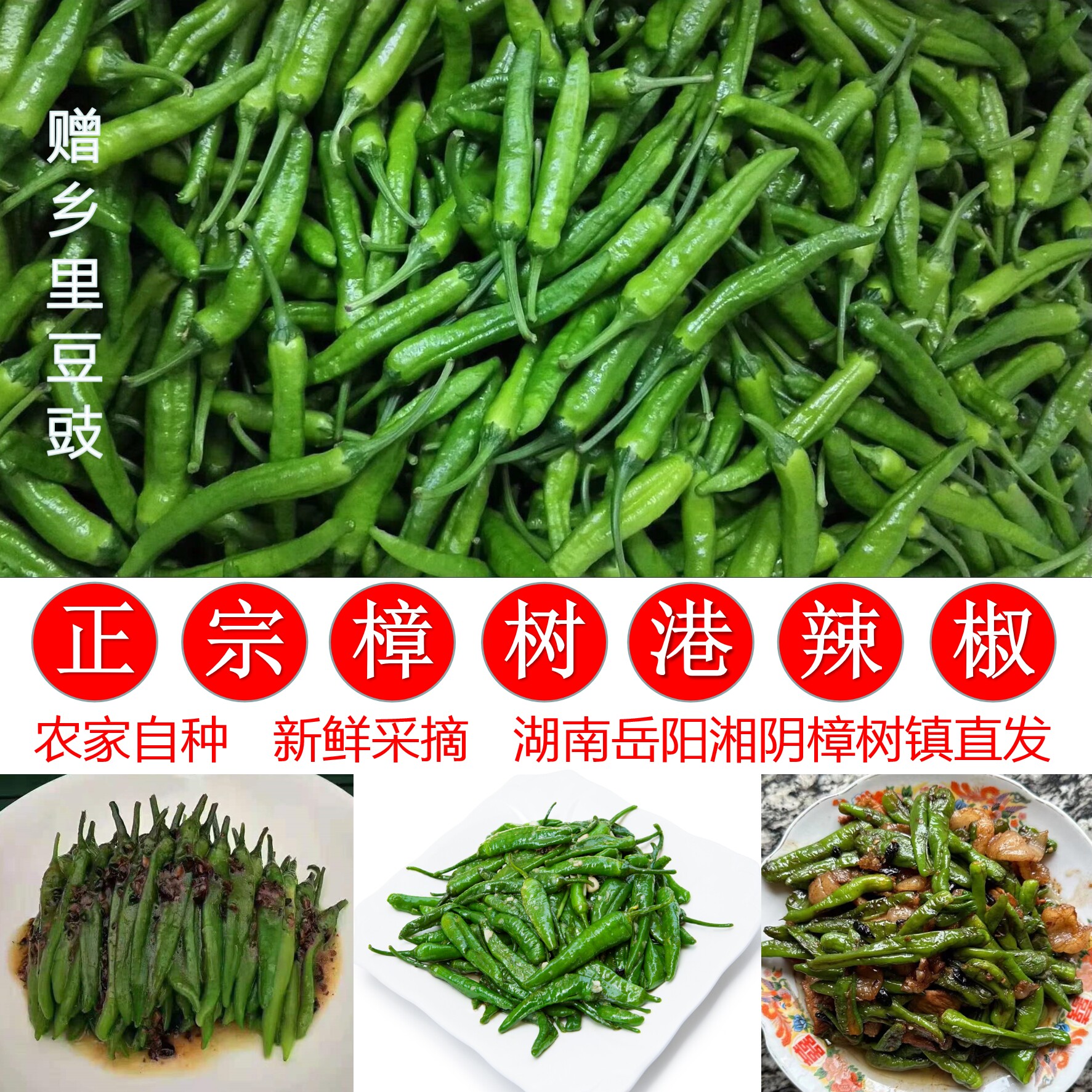 湖南樟树港辣椒新鲜采摘香辣下饭菜现摘现发精选微辣中辣重辣尖椒