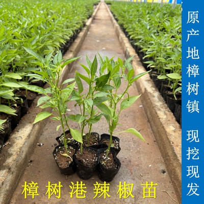 正宗樟树港辣椒苗营养杯培育早苗壮苗阳台楼顶盆栽地栽易种好管理