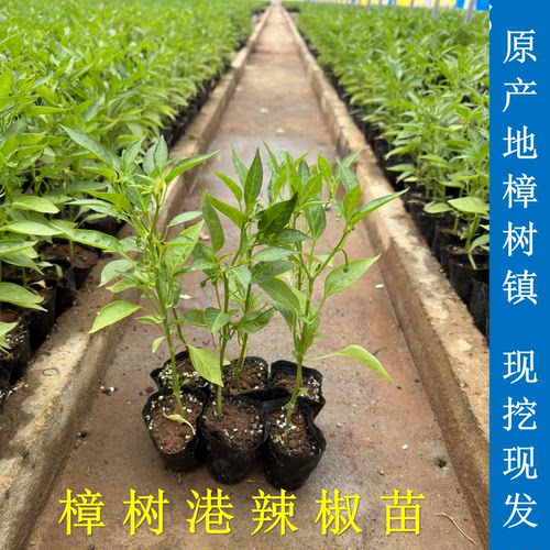 正宗樟树港辣椒苗营养杯培育早苗壮苗阳台楼顶盆栽地栽易种好管理