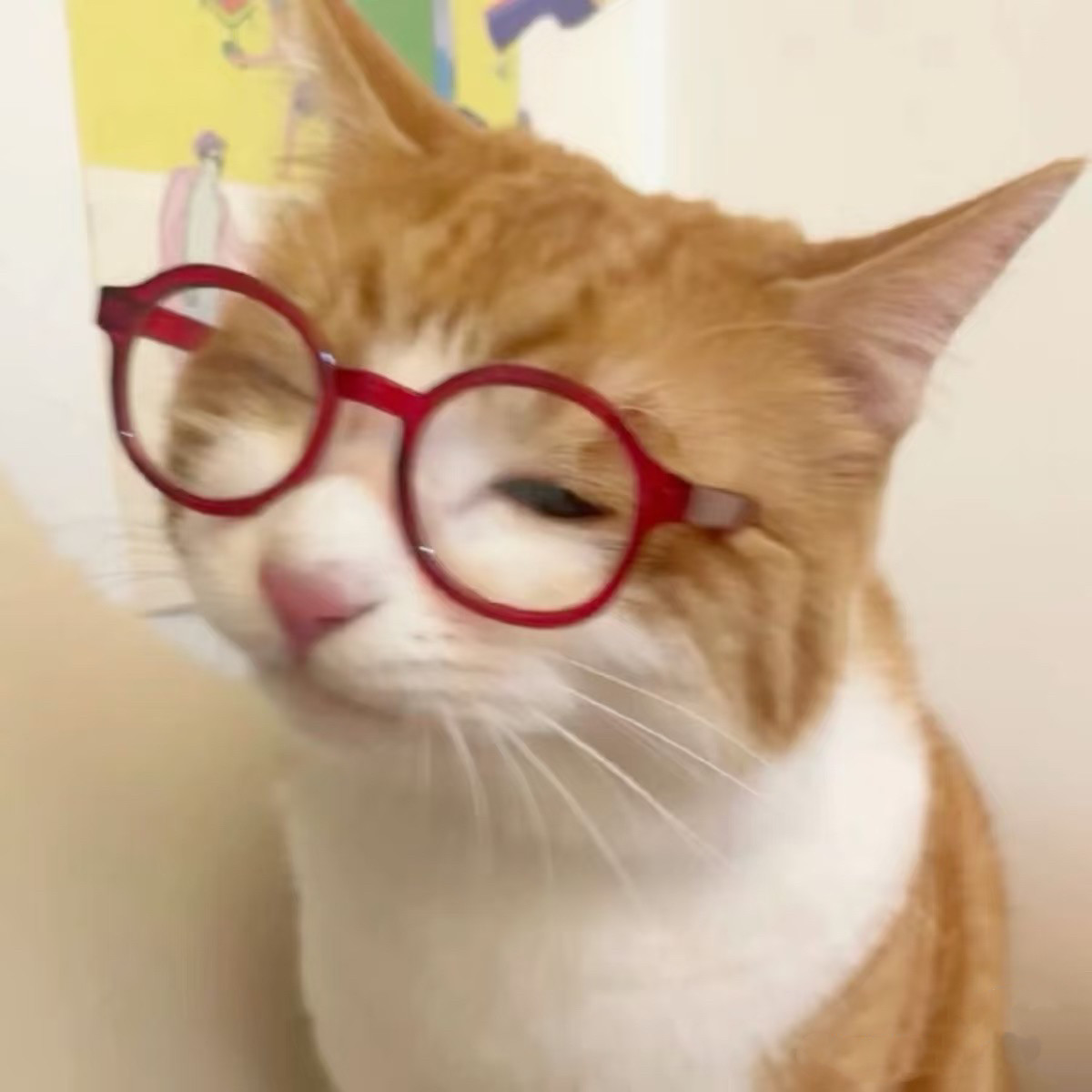 宠物猫咪眼镜无毛猫德文猫小眼镜约克夏狗拍照道具卖萌可爱猫眼镜