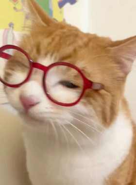 宠物猫咪眼镜无毛猫德文猫小眼镜约克夏狗拍照道具卖萌可爱猫眼镜