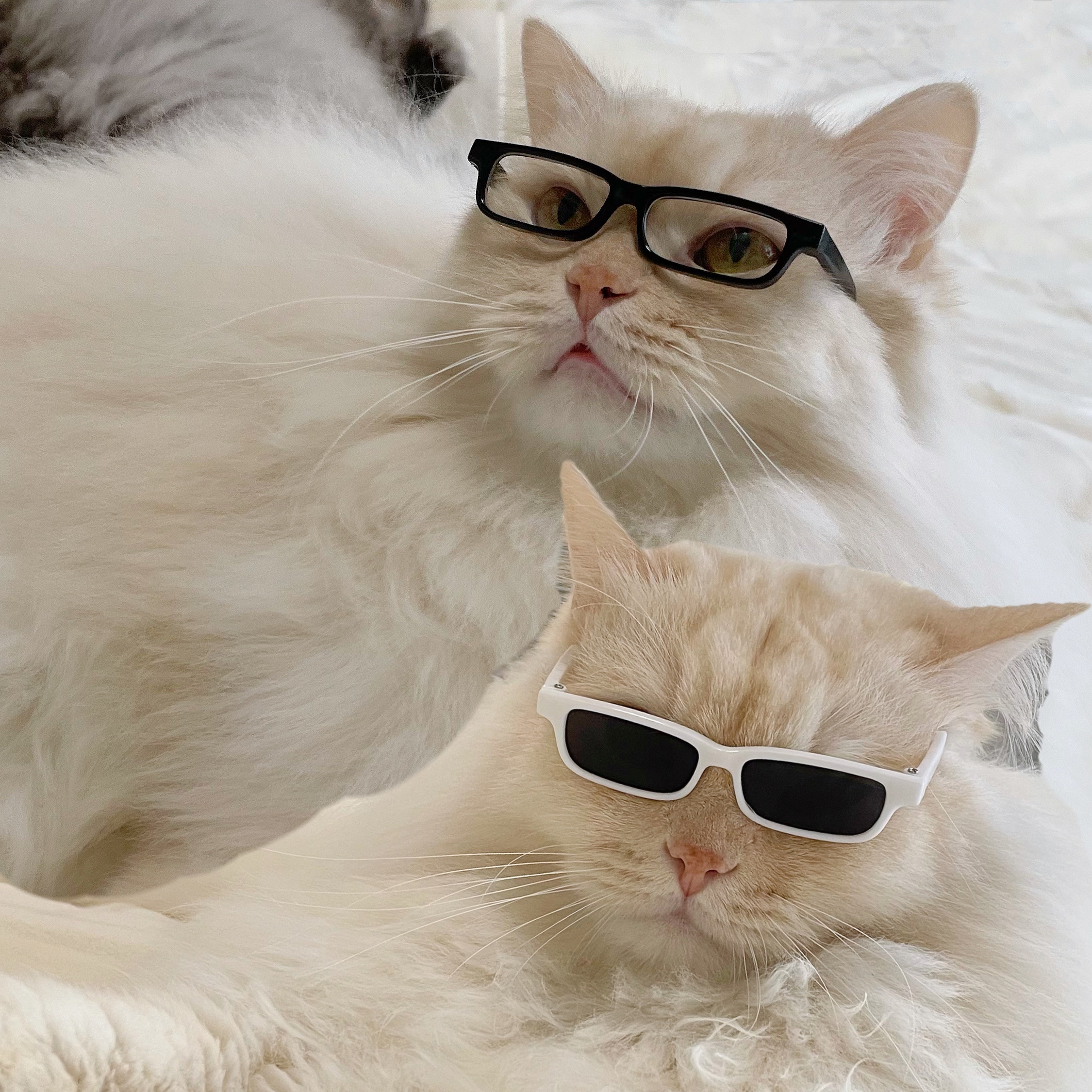 宠物墨镜网红猫眼镜拍照道具饰品