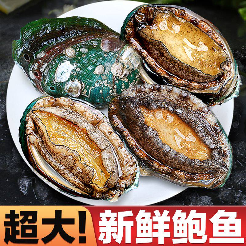 北海湾特大新鲜鲍鱼海捕鲜活速冻冷冻小鲍鱼熟冻捞汁饭商用批发p