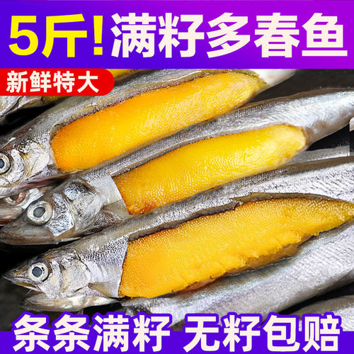 北海湾多春鱼满籽新鲜多籽鱼冷冻海鲜水产特大海鱼烧烤食材P