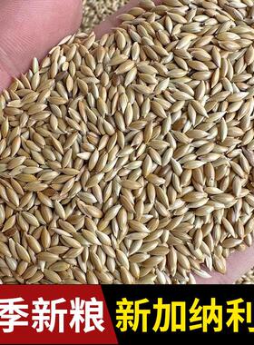 加纳利子鹦鹉鸟食饲料油尖粟白尖粟金丝雀草庐籽芙蓉鹦鹉黄雀鸟粮