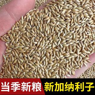 加纳利子鹦鹉鸟食饲料油尖粟白尖粟金丝雀草庐籽芙蓉鹦鹉黄雀鸟粮