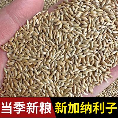 加纳利子鹦鹉鸟食饲料油尖粟白尖粟金丝雀草庐籽芙蓉鹦鹉黄雀鸟粮