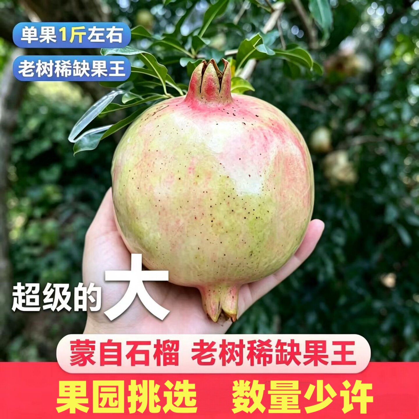 云南蒙自现摘薄皮甜石榴稀缺果王