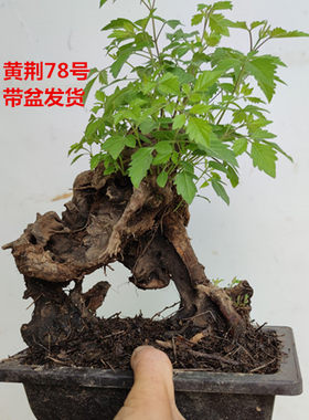 黄荆老桩小型盆景舍利镂空碳化熟桩带盆栽好绿植阳台精品实拍