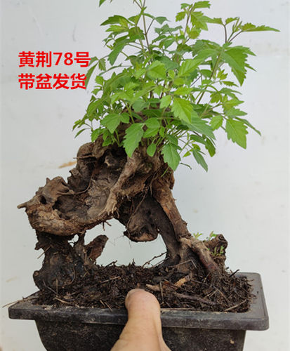 黄荆老桩小型盆景舍利镂空碳化熟桩带盆栽好绿植阳台精品实拍