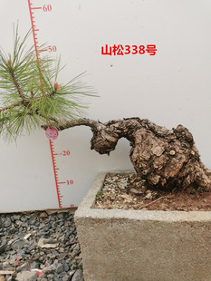 黑松山松柏树盆景崖柏刺柏扁柏盆景四季常青悬崖式大树型一物一拍