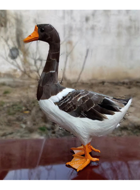 灰色家禽田园风认知教学仿真动物