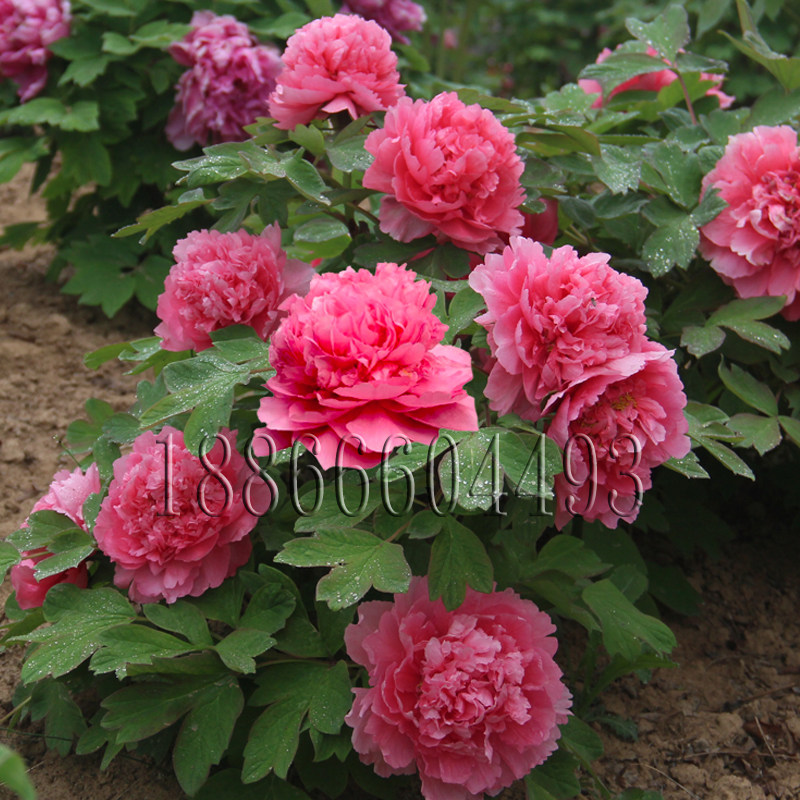 古泽牌牡丹大胡红牡丹带原土发货菏泽牡丹花苗精品花卉庭院绿植