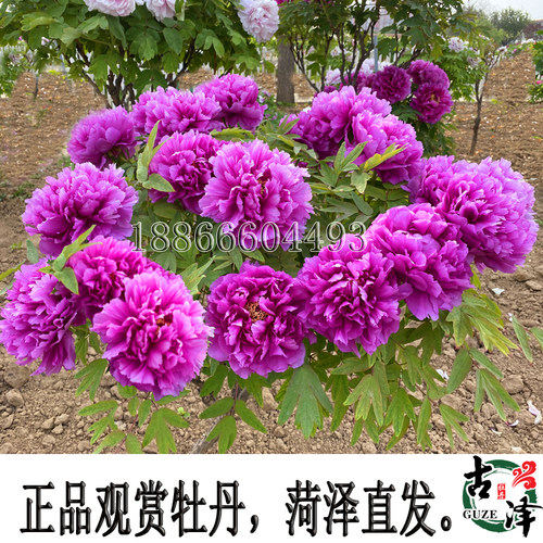 古泽牡丹花紫色大花牡丹苗牡丹花紫色系精品好种植易成活抗逆性好