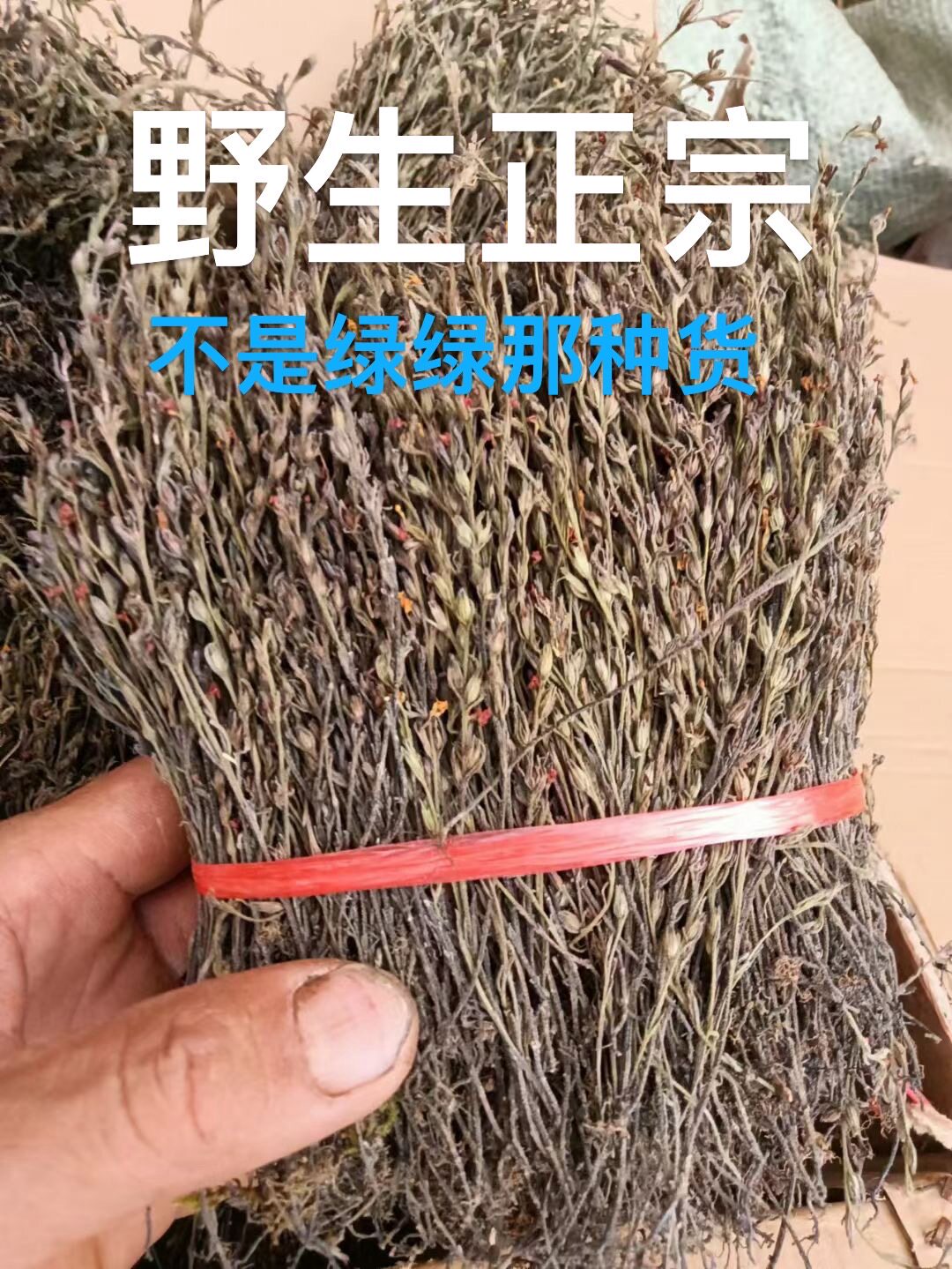 饶平正宗圣草金锁匙野生正宗短脚金锁匙独脚金疳积草黑暗色独角金