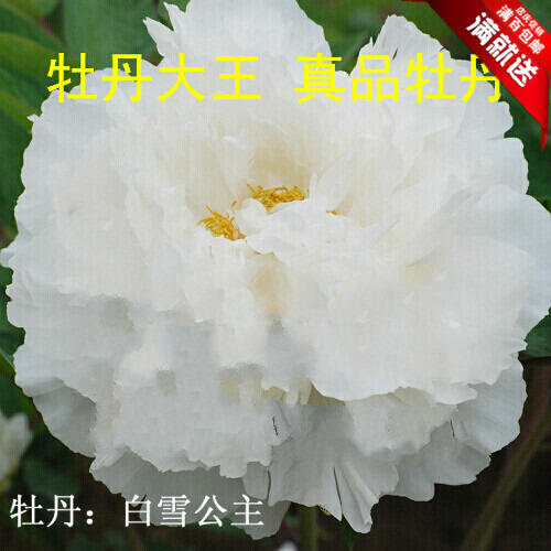 牡丹大王 白雪公主 正宗重瓣庭院盆栽菏泽牡丹花苗大苗 秋季发货