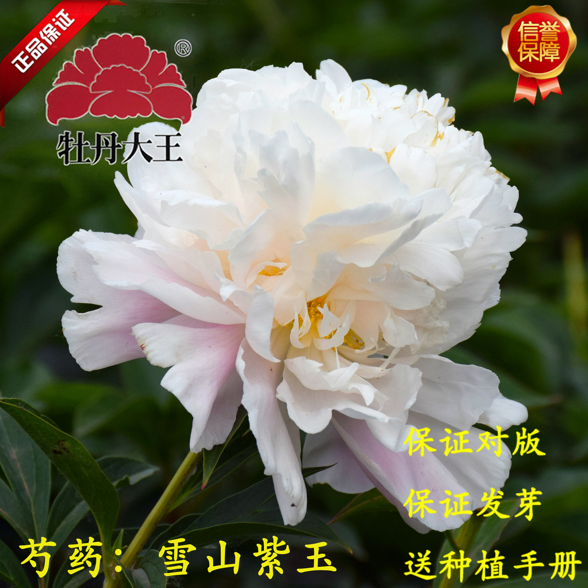 牡丹大王 芍药 雪山紫玉 9-11月发货 正宗重瓣阳台盆栽庭院花苗