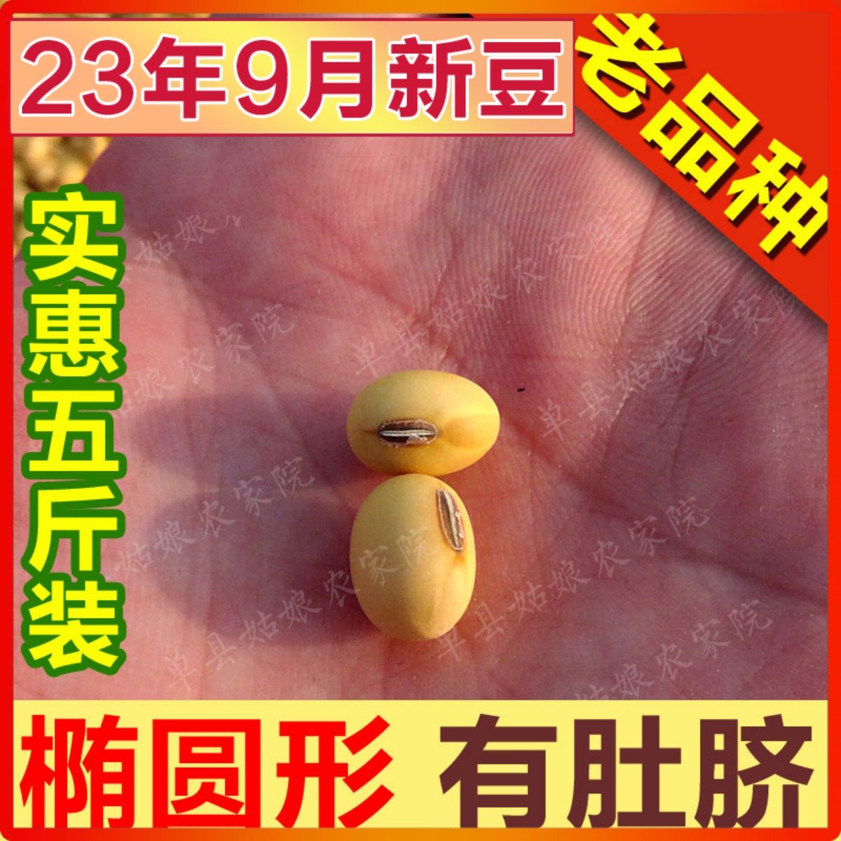 农家自种笨黄豆新大豆非转基因椭圆形...