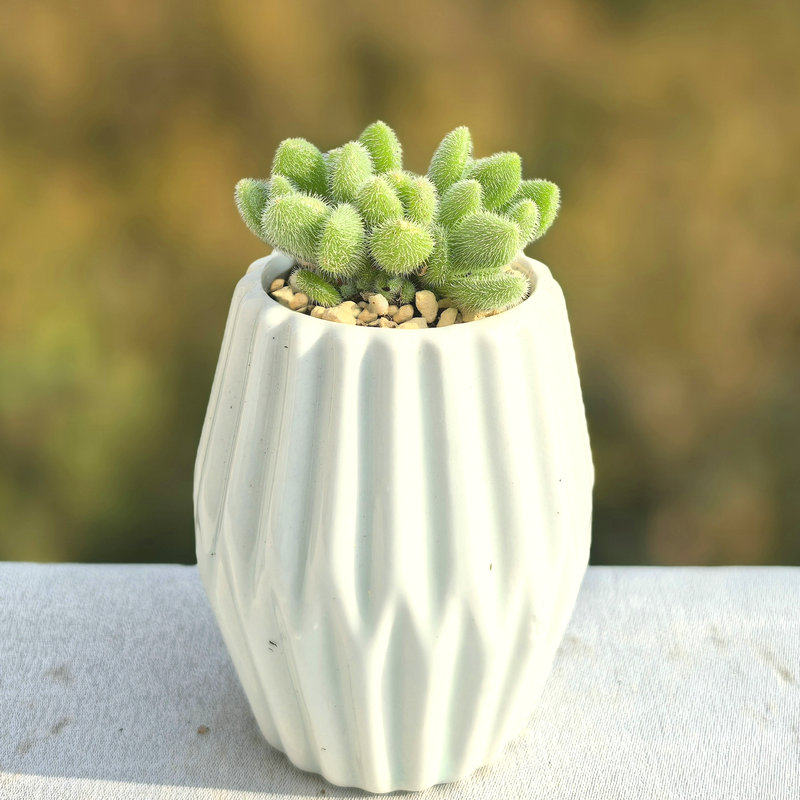 信东尼多头多肉植物组合盆栽办公室室内绿植园艺花卉新款稀有萌肉,鲜花速递/花卉仿真/绿植园艺,多肉植物,淘宝优惠券,粉丝福利购,淘宝优惠卷