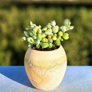 达摩福娘多肉植物懒人肉肉好养易爆盆室内垂吊阳台花卉绿植小盆栽