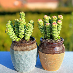 钱串多肉植物含盆土带盆栽好整桩多头钱串串花桌面绿植牡丹钱串锦