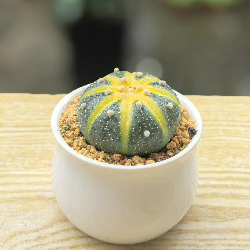多肉植物仙人球星兜红太阳盆栽黑姬玉露肋骨牡丹锦磨砂鸾凤玉花卉