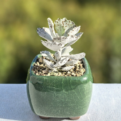 多肉白雀扇植物 韩式贵货雀扇多肉 姬宫黑雀扇肉肉组合小盆栽扇雀