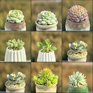 多肉紫帝玉五十铃玉扇绿植天鹅绒达摩福娘熊童子火狐狸钱串锦夜景