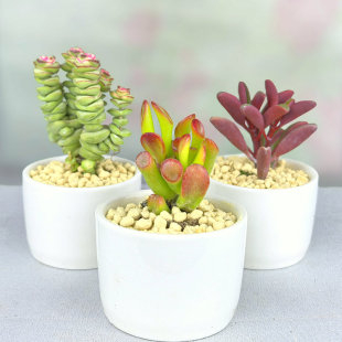 多肉桃蛋钱串锦植物小米星盆栽肉红背椒草花卉蓝苹果吸财树熊童子