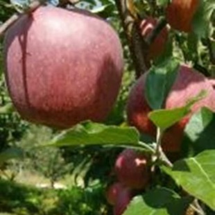 四川大凉山冰糖心苹果盐源苹果丑苹果新鲜当季 苹果孕妇水果阳光果