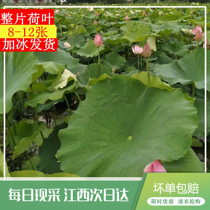 Fresh lotus leaves Zhang Grouse Lotus leaf rice Glutinous rice chicken Lotus Make tea Lotus 500gin the Traditional nourishing food , Medicinal and Edible Food , Lotus  category - from Buy2taobao.com to provide professional Taobao agent buy service