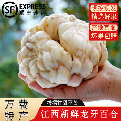 龙牙鲜百合个大实心不苦产地直发