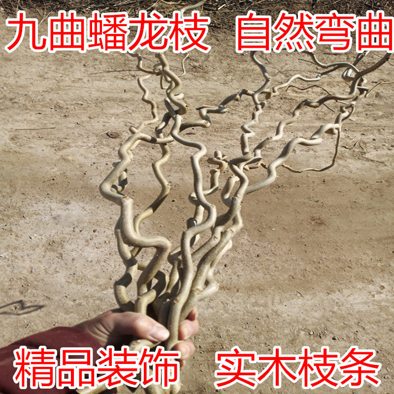 插花干枝 树枝 自然弯曲枝条 九曲蟠龙枣枝 玄关 鸟杠 艺术品包邮