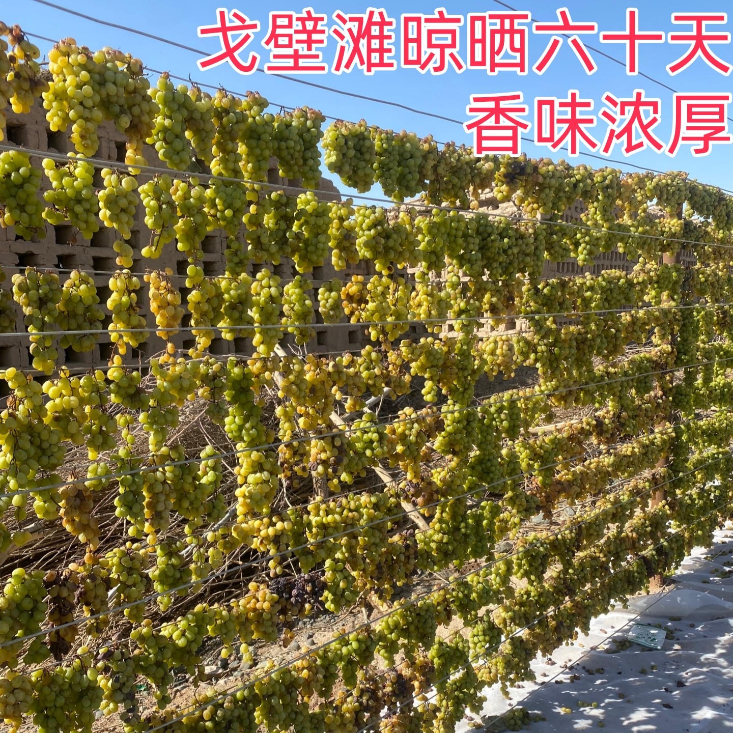 新疆特产吐鲁番阳光玫瑰有籽葡萄干自然风干无速干剂无添加500克,零食/坚果/特产,葡萄干,淘宝优惠券,粉丝福利购,淘宝优惠卷