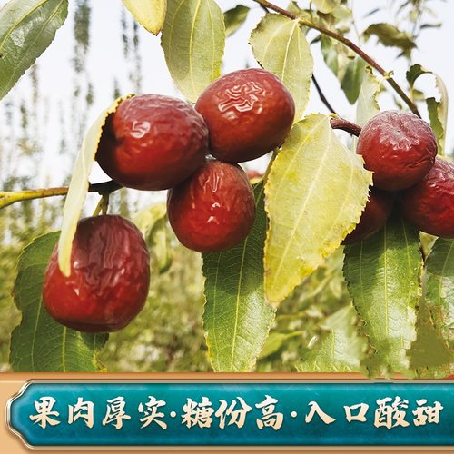 新疆若羌初心红枣新品鸾枣自然吊干正宗未清洗产地直发包邮500克